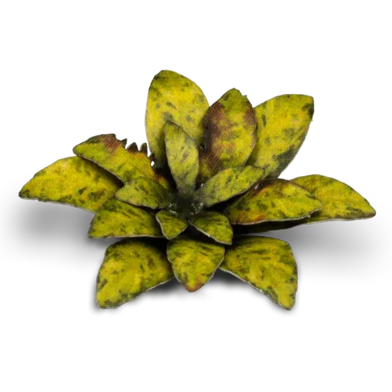 Gamers Grass Laser Plants - Dumb Cane - Image 3
