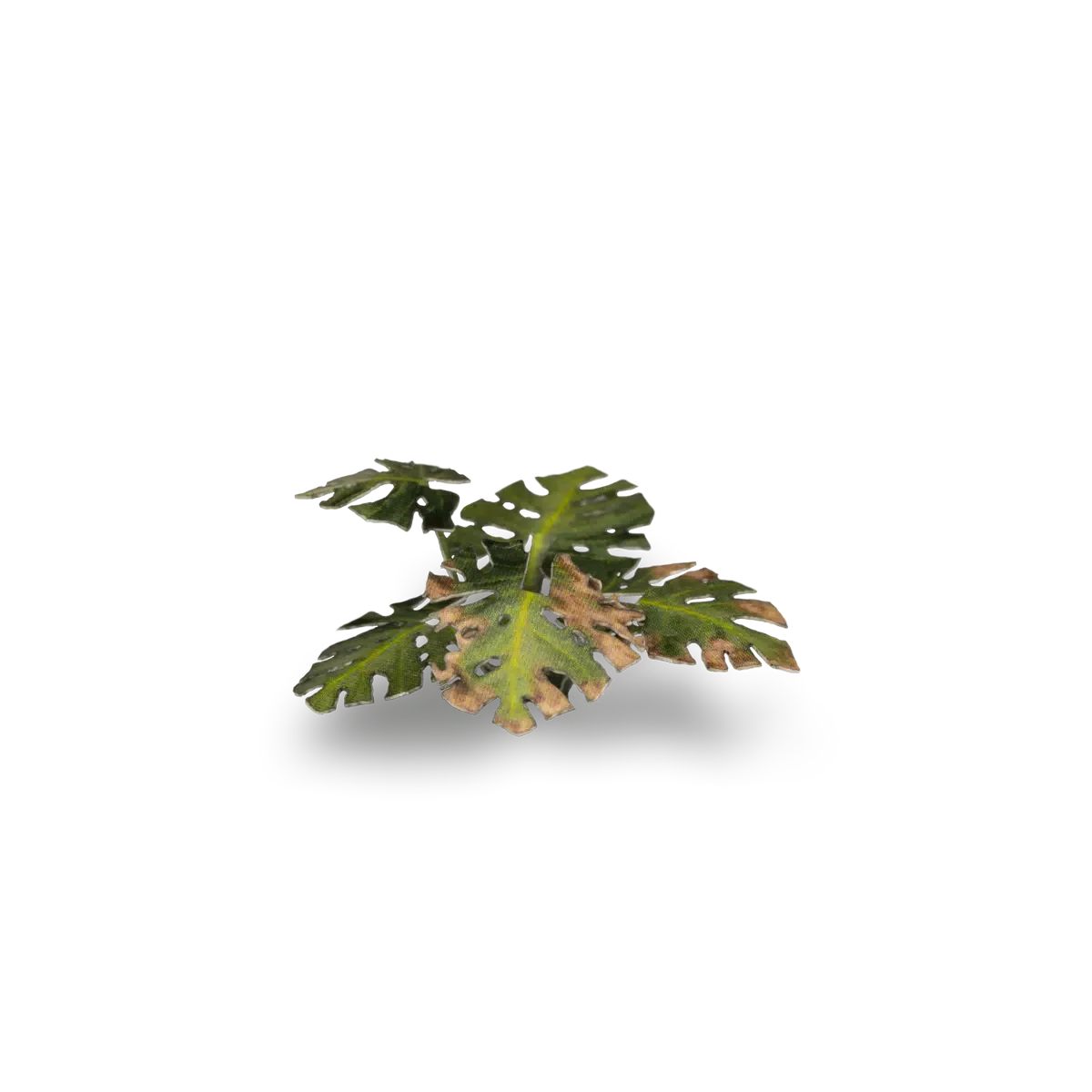 Gamers Grass Laser Plants - Monstera - Image 5