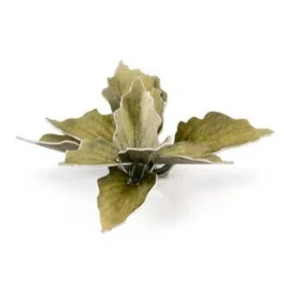Gamers Grass Laser Plants - Plantain Lily - Image 4