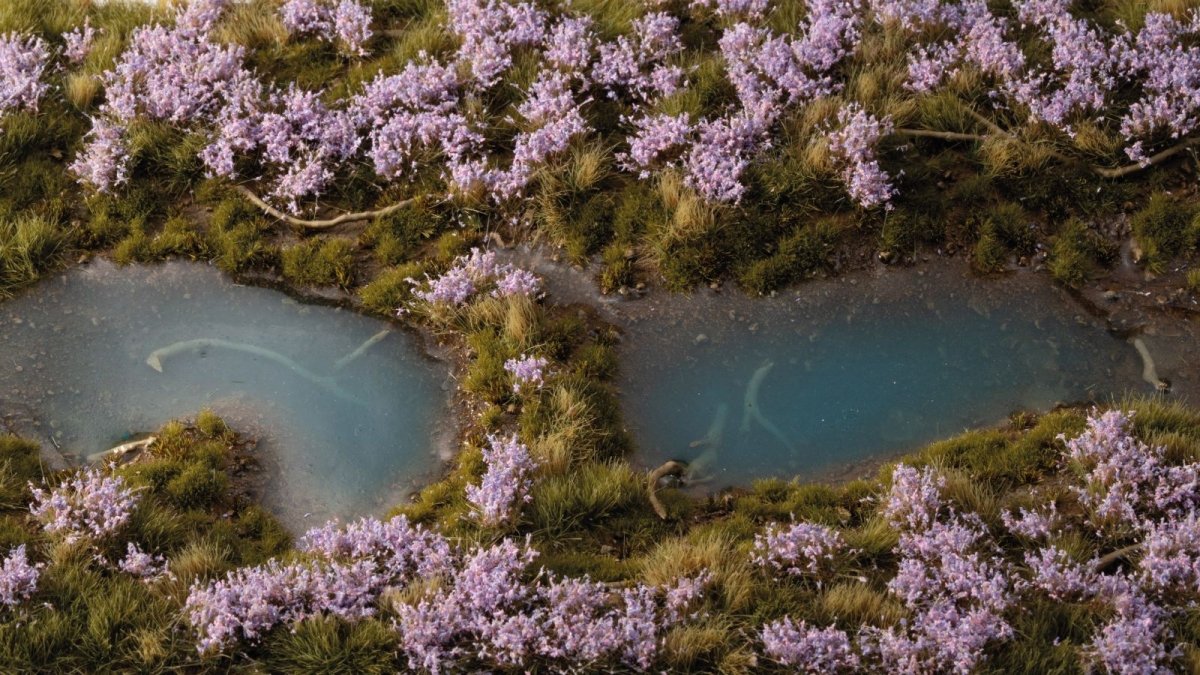 Gamers Grass - Lavender Flowers - Image 3